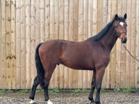 Vente de cheval : SKY